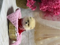 Pomeranian Bebek Köpekler