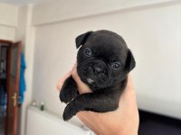 Pug Yavruları Dişi