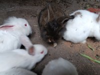 Yerli Irk Tavşanlar