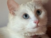 Kısır aşıları tam ve çipli ankara kedisi