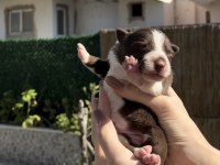 Border Collie Yavru Köpekler
