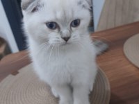 Özel scottish fold yavrular