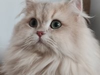 Şecereli Blue Golden Shaded (Ay12) Kedime Eş Arıyoruz