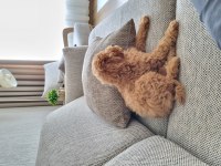 Dişi Aşıları Tam Tuvalet Eğitimli Özel Fiyat Son Hafta