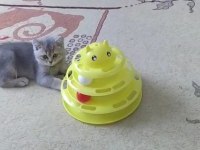 2 aylık yavru british shorthair