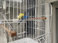 Çift Muhabbet Kuşu Kaçırmayın