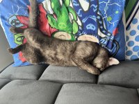 3 Yaş Kısır British Shorthair Dişi