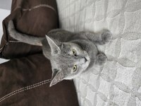 Bu Güzel British Melezi Kızımıza İyi Bakacak Bir Yuva Arıyoruz