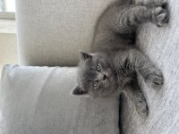 British shorthair oğlumuza ömürlük yuva arıyoruz!