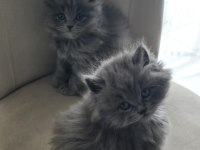 Pofuduk british longhair yavrular