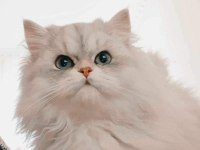 İki Adet Yavru Kedimiz Sahiplenme Yapılacaktir