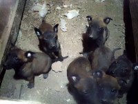 Kişi Ve Alan Koruma İçin Belçika Kurdu