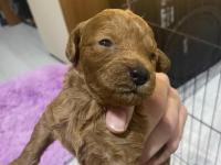 Toy Poodle Ev Doğumlu 35 Günlük Bebekler