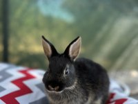 Hollanda Cüce Tavşan Yavruları