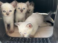 Uygun Fiyatlı Sevimli British Shorthair Yavrularım