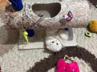 Beyaz Kedimiz Zeka Küpü Oyuncu Uysal Çocuk Dostu Erkek Pamuk