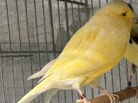 Erkek Yorkshire Kanarya