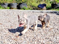 French bulldog yavruları