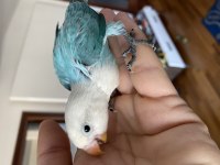 El Besleme Evcil Bebek Papağanlar