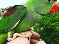 Bebek alexander papağanları