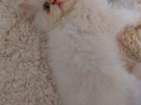 Erkek Persian Bebeğimiz Yuva Arıyor