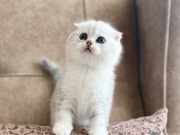 Seçkin Ailelere Özel Wcf Kayıtlı Scottish Fold Yavrumuz