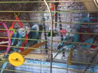 Yeme Yeni Düşen Kuşlarım Satılık