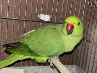 Pakistan papağanımız