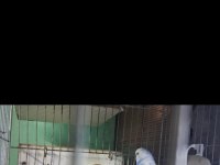 Renk Güzeli Takım Muhabbet Kuşlar