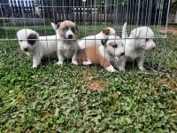 Jack russell orjinal