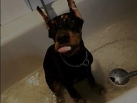 Son hasım bükücü doberman yavrular