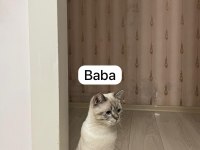 2 Aylık British Blue Point Erkek Yavrumuz