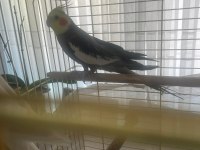 Eş Olmaya Hazır Sultan Papağanı