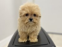 Red Maltipoo Yavrular (Wc Eğitimli)