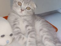 Scottish Ve British Yavrular