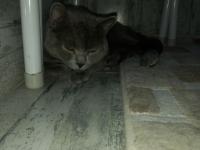 Kedimiz Hakkında Detaylı Bilgi İçin Arayınız