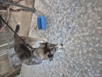 Sibirya Kurdu (Husky) Boz Renk Dişi 1 Yaşında Kısır Değildir
