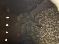 Yavru Muhabbet Kuşu