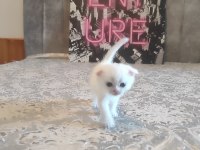 Gri Ve Beyaz Scottish Fold Bebekler