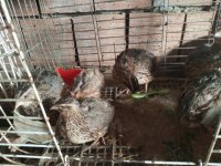 En Uygun Bıldırcın Yumurtası