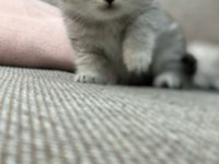 British Shorthair 1,5 Aylık