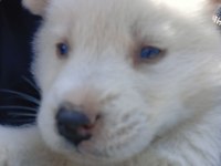 Uygun Fiyata Sağlıklı Husky Yavrular