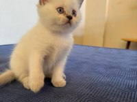 Sevimli British Yavrularımız Yeni Yuvalarını Arıyor