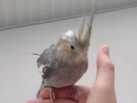 Erkek Yavru Sultan Papağanı 3 Aylık Ele Alışık Evcil Papağanımız