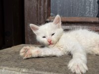 Her Renk Yavru Kediler