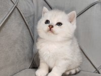 British Longhair Kedimiz