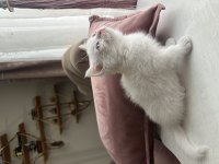 Scottish British Yavrular