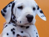 Dalmaçyalı Köpeği Yavrular