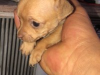 Yavru Şivava Sağlıklı Köpekler