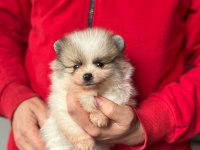 Pomeranian Boo Yavruları Kredi Kartı Geçerlidir